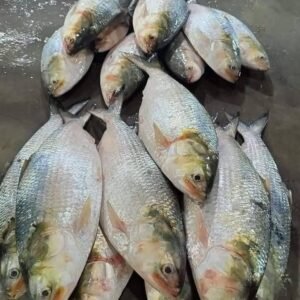 ৫ পিস মাছে ৫ কেজি